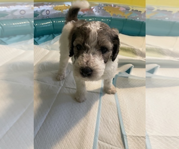 Medium Photo #9 Poodle (Standard) Puppy For Sale in COLUMBIA, SC, USA