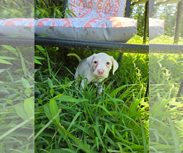 Medium Photo #3 Mutt Puppy For Sale in Holly Springs, NC, USA