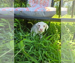Small #2 Mutt