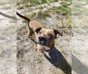 Deluna - Female Mutt Dog for Adoption - Photo #2