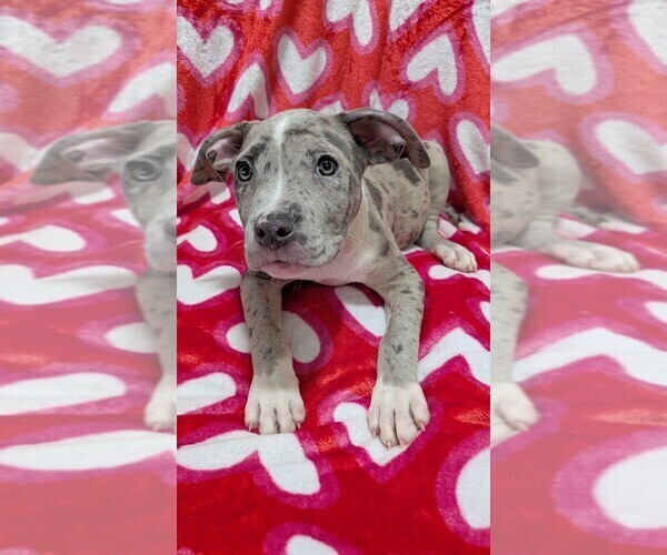 Medium Photo #1 American Bully Puppy For Sale in GROVETOWN, GA, USA