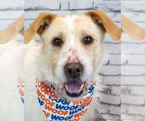 Mutt Dogs for adoption in Kennesaw, GA, USA