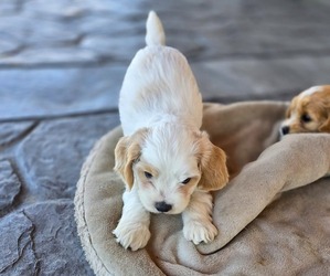 Cockapoo Puppy for sale in HOLLISTER, CA, USA