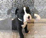 Small Photo #3 Boxer Puppy For Sale in APPLE CREEK, OH, USA