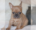 Small Photo #23 French Bulldog Puppy For Sale in WINNSBORO, TX, USA