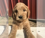 Small #2 Goldendoodle