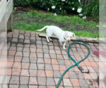 Small #1 Basset Hound-Labrador Retriever Mix