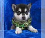 Small Photo #7 Alaskan Klee Kai Puppy For Sale in NORWOOD, MO, USA