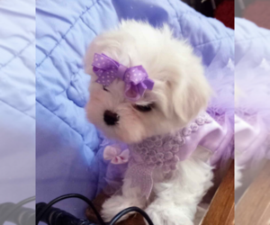 Maltese Puppy for sale in PEMBROKE PINES, FL, USA