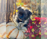 Small Photo #6 Chihuahua Puppy For Sale in RAWSONVILLE, MI, USA