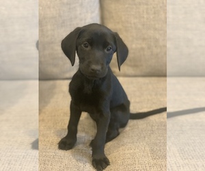 Labrador Retriever Puppy for sale in ERIE, IL, USA