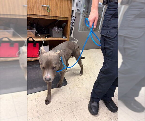 Medium Photo #1 Mutt Puppy For Sale in Stockton, CA, USA