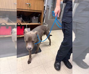 Mutt Dogs for adoption in Stockton, CA, USA