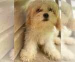 Small #2 Cavachon
