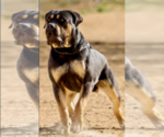 Small Photo #1 Boerboel Puppy For Sale in LOGANVILLE, GA, USA