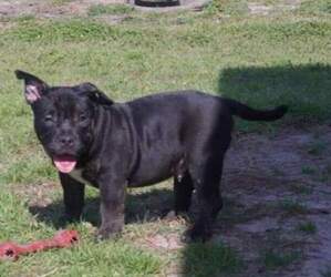 American Bully Puppy for sale in HOBOKEN, GA, USA
