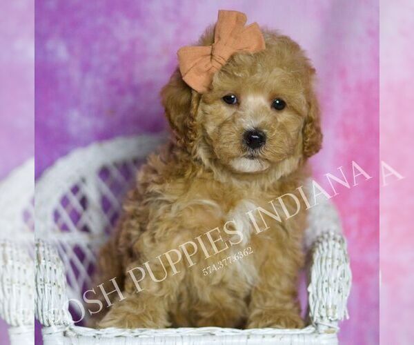 Medium Photo #127 Maltipoo (Miniature) Puppy For Sale in WARSAW, IN, USA
