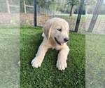 Small #3 Golden Retriever