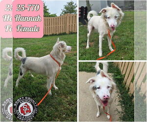 Australian Shepherd Dogs for adoption in Georgetown, KY, USA