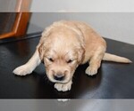 Small Photo #34 Golden Retriever Puppy For Sale in POULSBO, WA, USA