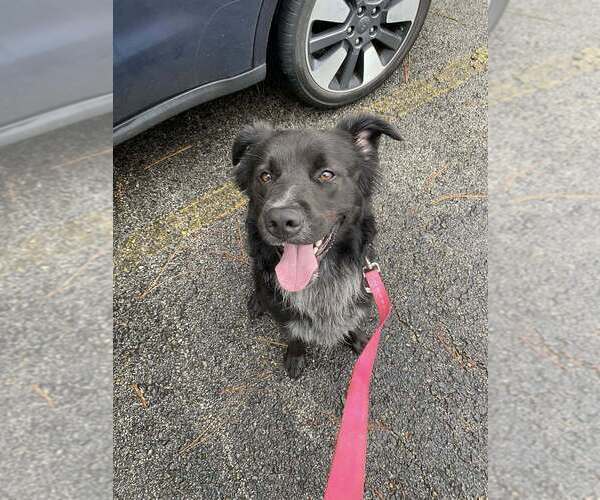 Medium Photo #8 Mutt Puppy For Sale in Abbeville, LA, USA