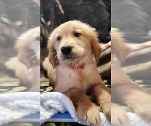 Golden Retriever Puppy for Sale in AIKEN, South Carolina USA