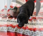 Small Photo #64 Labrador Retriever Puppy For Sale in MERIDEN, KS, USA