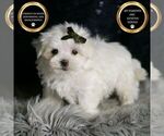 Small #5 Maltese