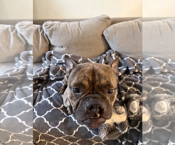 Medium Photo #6 Bulldog Puppy For Sale in Dumont, NJ, USA