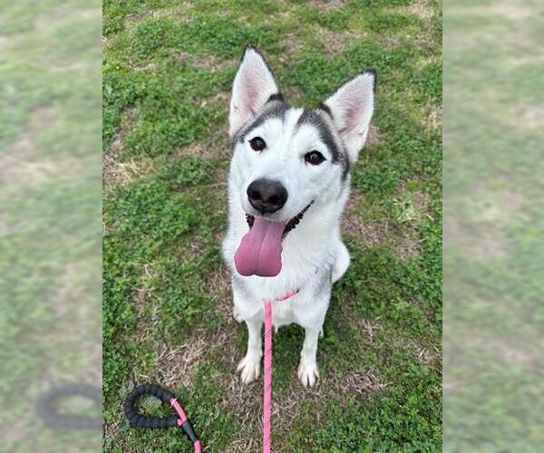 Medium Photo #2 Siberian Husky Puppy For Sale in Houston, TX, USA