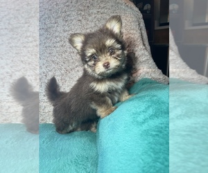 Yoranian Puppy for Sale in ELKTON, Kentucky USA