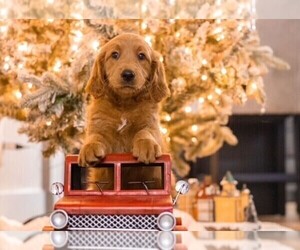 Goldendoodle Puppy for sale in FT LAUDERDALE, FL, USA