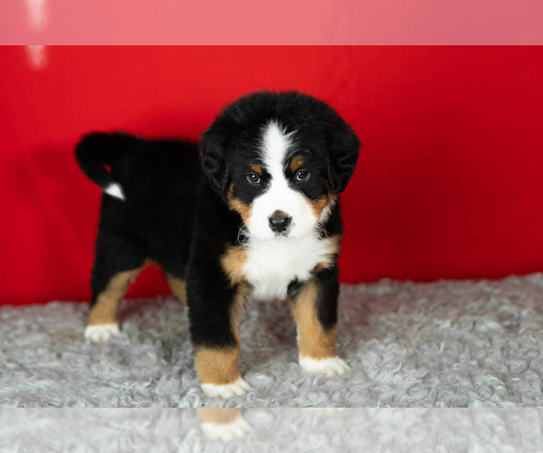 Medium Photo #25 Bernese Mountain Dog Puppy For Sale in MILLERSBURG, IN, USA