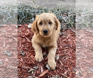 Goldendoodle Puppy for sale in NEWTON, NC, USA