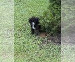 Small #8 Pom-A-Poo-Poodle (Miniature) Mix