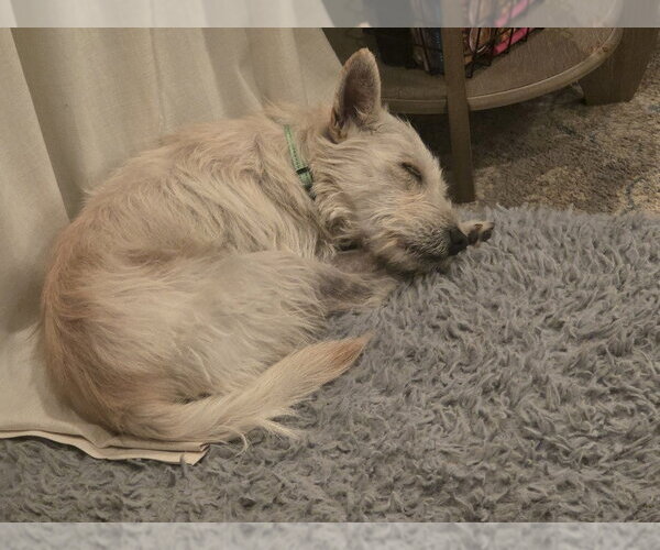 Medium Photo #3 Mutt Puppy For Sale in Andover, MN, USA
