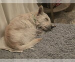 Small #2 Mutt