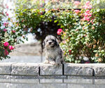 Small Photo #6 Maltipoo Puppy For Sale in WARSAW, IN, USA