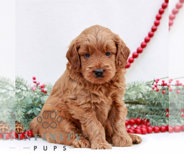Medium Photo #4 Goldendoodle (Miniature) Puppy For Sale in NARVON, PA, USA