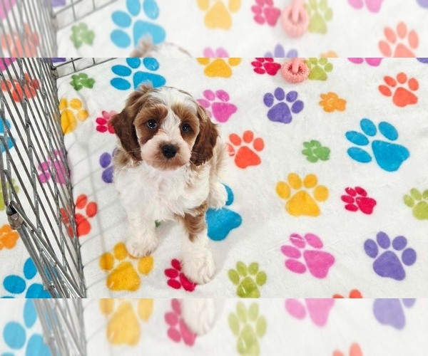 Medium Photo #5 Cavapoo (Miniature)-Poodle (Toy) Mix Puppy For Sale in ORO VALLEY, AZ, USA