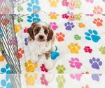 Small #4 Cavapoo (Miniature)-Poodle (Toy) Mix