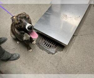 American Pit Bull Terrier-Unknown Mix Dogs for adoption in Woodland, CA, USA