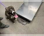 Small American Pit Bull Terrier Mix