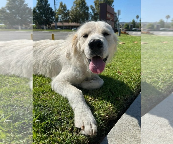 Medium Photo #5 Golden Retriever-Unknown Mix Puppy For Sale in San Diego, CA, USA