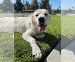 Small #4 Golden Retriever Mix