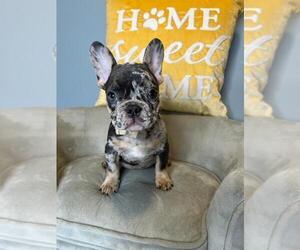 French Bulldog Puppy for sale in BOSTON, MA, USA