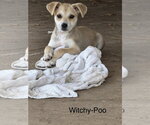 Witchy Poo - Female Mutt Dog for Adoption - Small photo