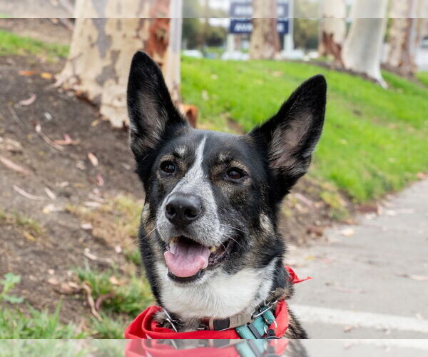 Medium Photo #37 Mutt Puppy For Sale in Lake Forest, CA, USA
