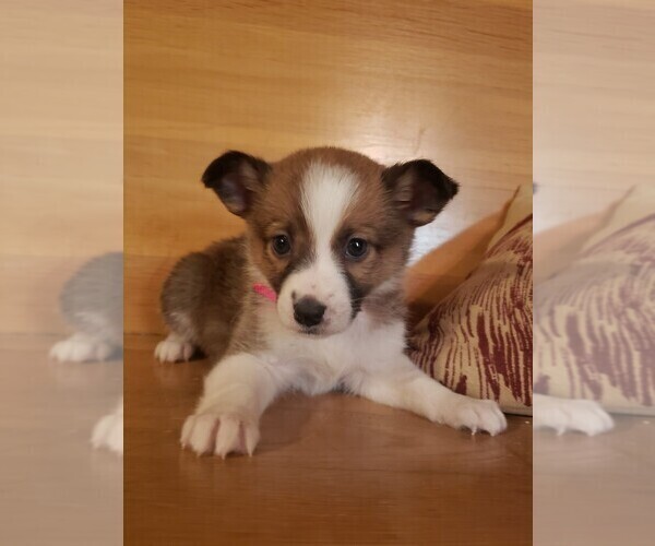 Medium Photo #1 Jack Russell Terrier Puppy For Sale in BRIGGSDALE, CO, USA