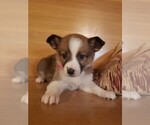 Small Photo #1 Jack Russell Terrier Puppy For Sale in BRIGGSDALE, CO, USA